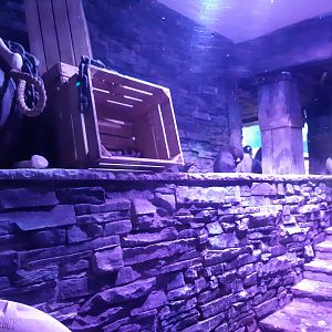 Gentoo Penguin (Pygoscelis papua)