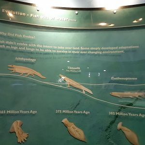 Evolution - Fish Out Of Water