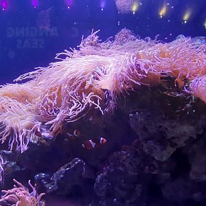 Common Clownfish (Amphiprion ocellaris)