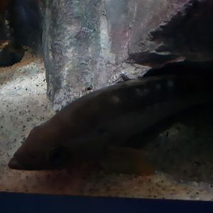 Yellowtail Rockfish (Sebastes flavidus)