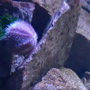 Common Sea Urchin (Echinus esculentus)