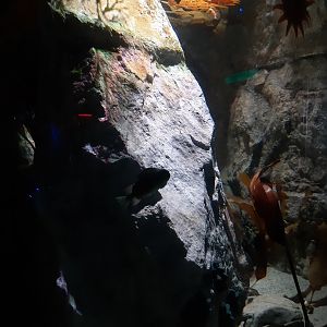 Lumpfish (Cyclopterus lumpus)