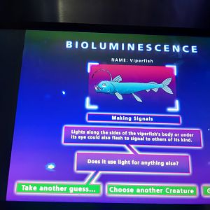 Bioluminescence
