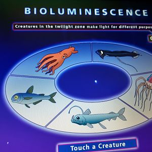 Bioluminescence