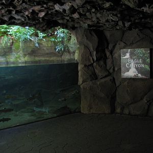 Great Northwest - Eagle Canyon Fish Exhibit