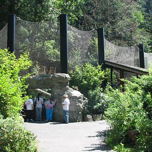 Great Northwest - Mountain Lion Exhibit