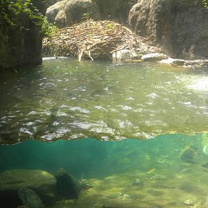 Maryland Wilderness: Best Otter exhibit?