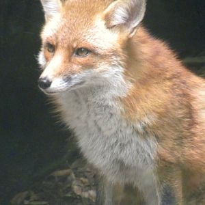 Maryland Wilderness: Red Fox
