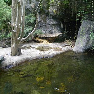 Maryland Wilderness: Red Fox/Snapping Turtle Exhibit