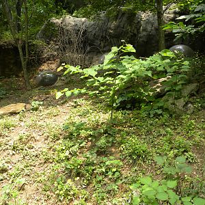 Maryland Wilderness: Box turtle exhibit