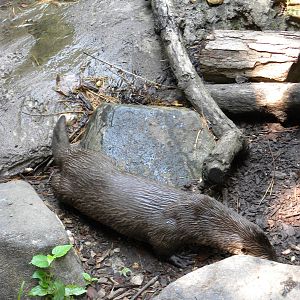 Maryland Wilderness: River Otter