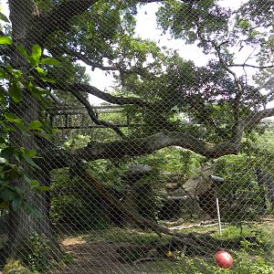 African Journey: Very good leopard exhibit