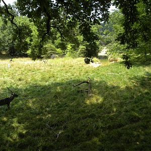 African Journey: Very good Kudu/Addra Gazzelle/Stork Exhibit