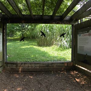 African Journey: Cheetah Exhibit