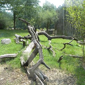 African Journey: Lion Exhibit