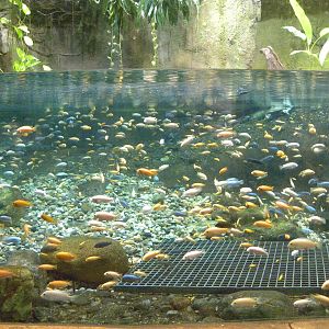 African Journey: Chimpanzee Forest