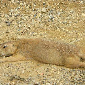 prairie dog
