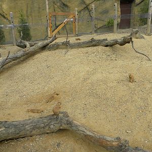 Very good prairie dog exhibit