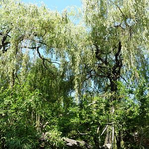 Red Ruffed Lemur Exhibit