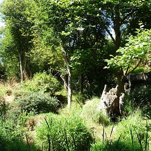 Red Flanked Duiker Exhibit