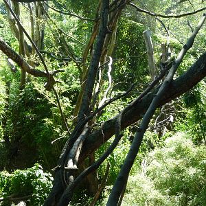 Colobus Monkey Exhibit