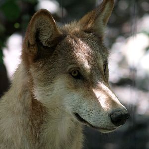 Mongolian Wolf
