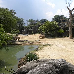 Very good S. White Rhino/Plains Zebra/Ostrich exhibit