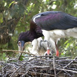 Admin's Stork chicks