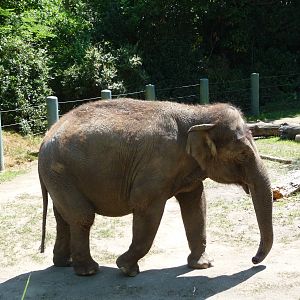 Asian Elephant