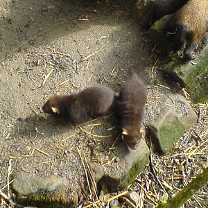 Bush Dog pups