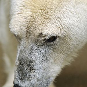 Polarbear at wuppertal zoo