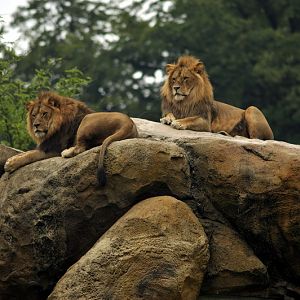 Lions at wuppertal zoo