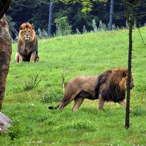 Lions at wuppertal zoo