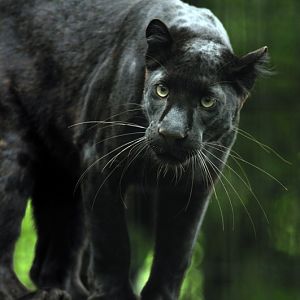 Panther at wuppertal zoo