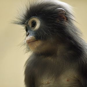 Dusky Leaf-monkey at wuppertal zoo