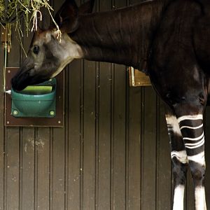 Okapi at wuppertal zoo