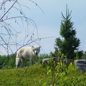 Arctic Wolf