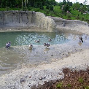 Baby Snow Geese Exhibit