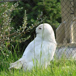Snowy Owl