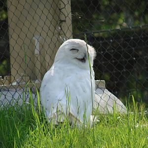 Snowy Owl