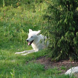 Arctic Wolf