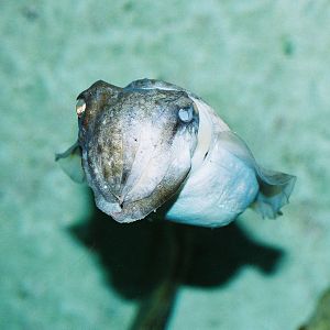 Cuttlefish