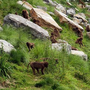 Gelada baboons