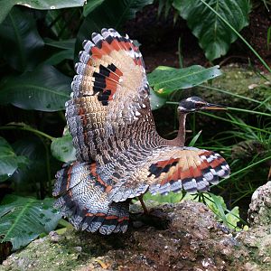 Sunbittern - Exotarium