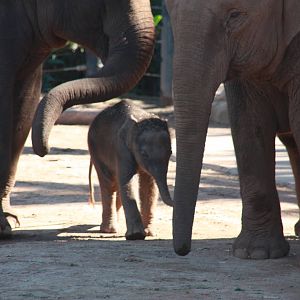 Luk Chai Tang mo and Tong dee