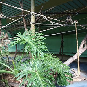 Spider monkey exhibit