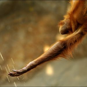 When the rain begins to fall