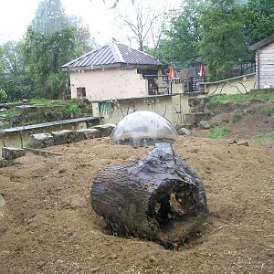 Merrkat enclosure (at a different angle)