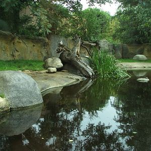 Gharial outside pool