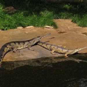 Gharial outside pool
